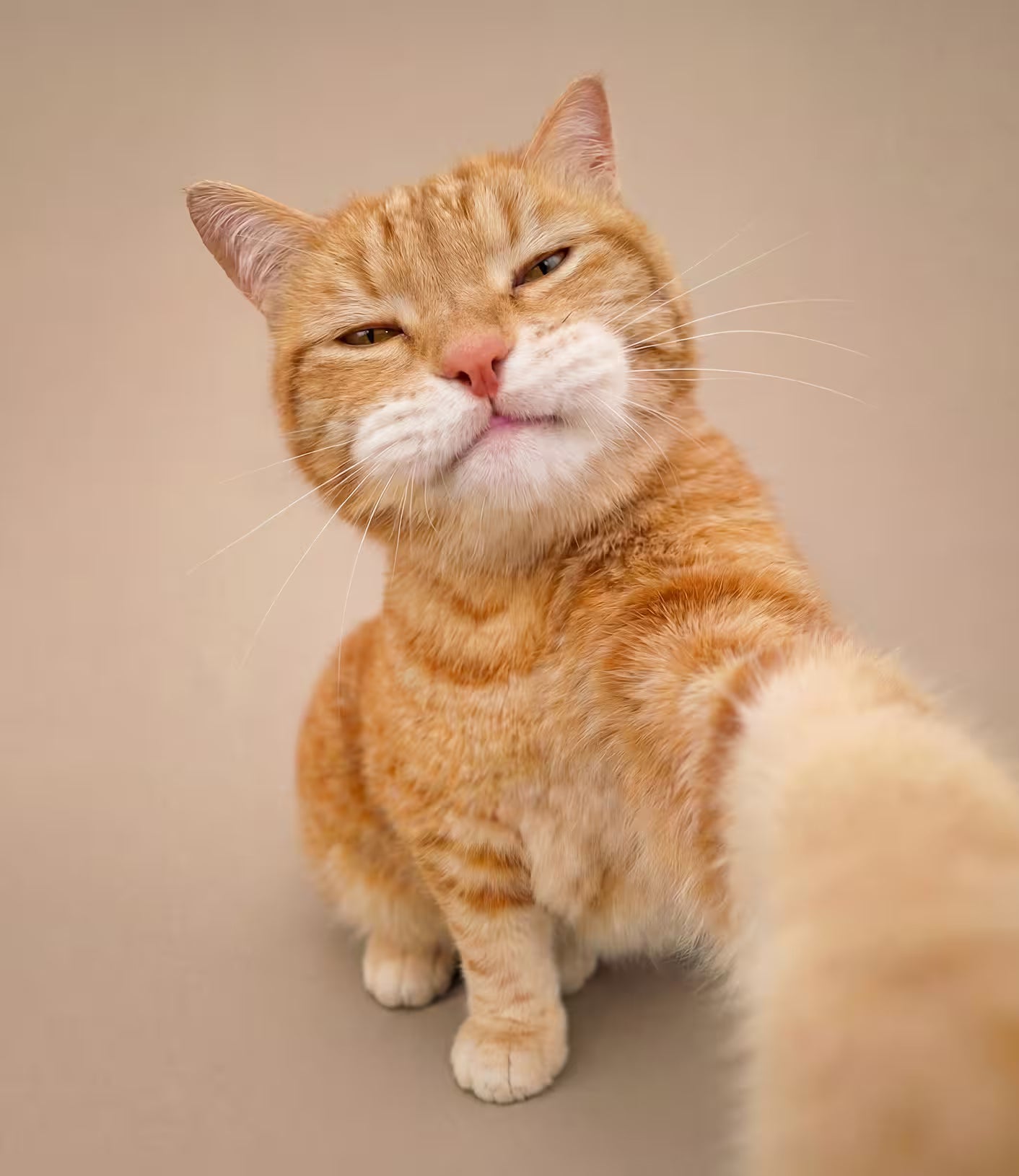 Orange tabby cat sitting close to the camera